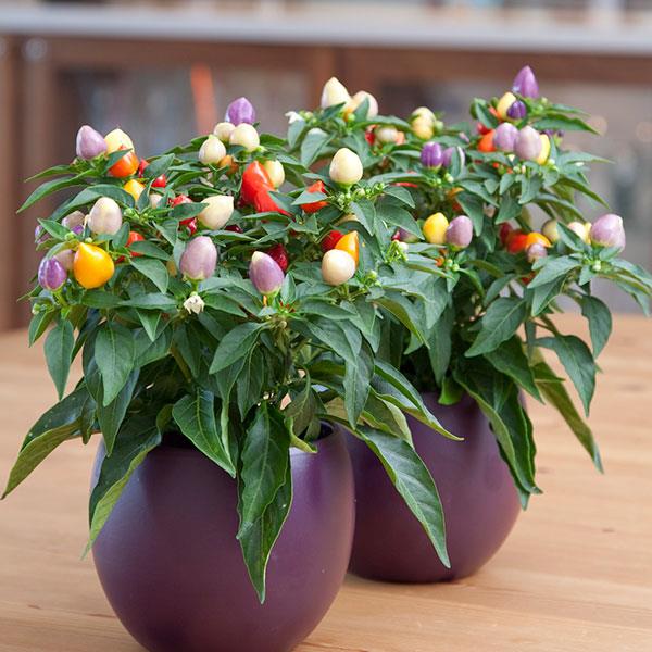 Harlequin Ornamental Pepper - Container