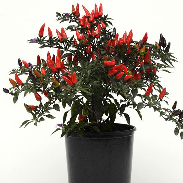 Midnight Fire Ornamental Pepper - Container