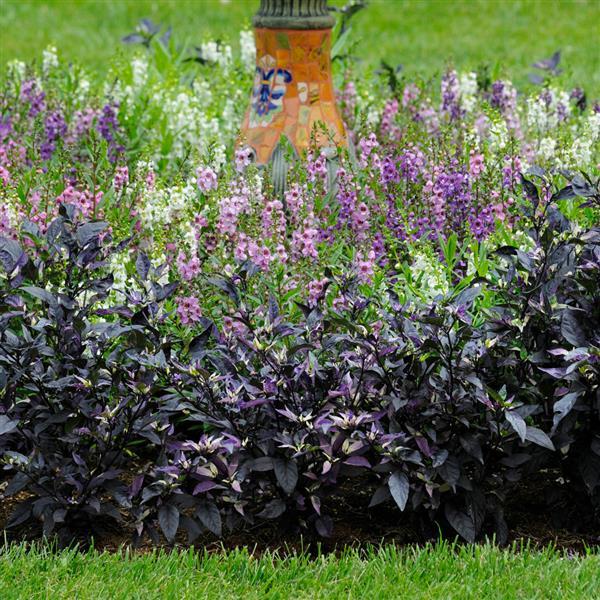 Purple Flash Ornamental Pepper - Landscape
