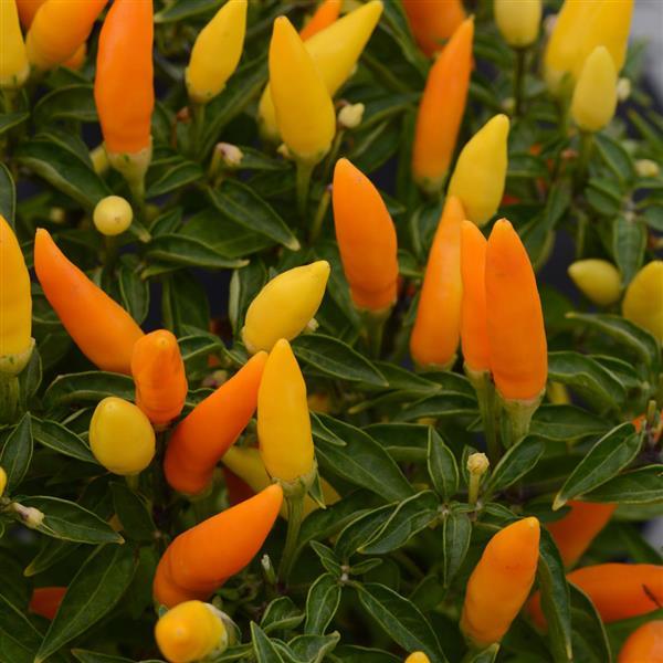 Sedona Sun Ornamental Pepper - Bloom