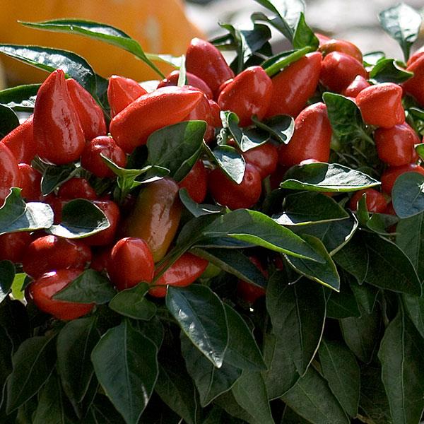 Samba Red Ornamental Pepper - Bloom