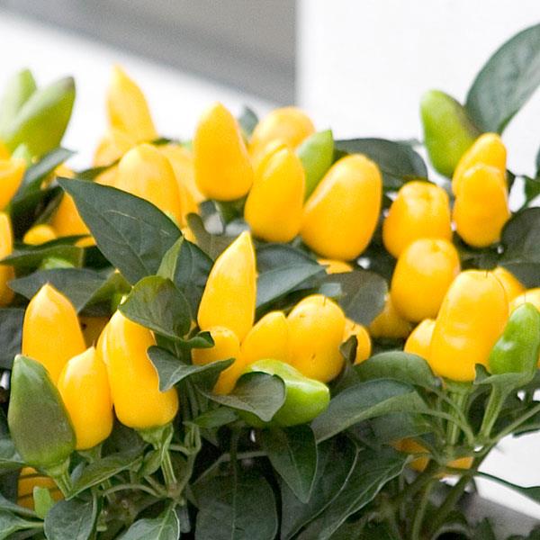 Samba Yellow Ornamental Pepper - Bloom