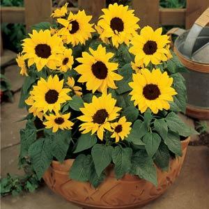 Ballad Sunflower - Container