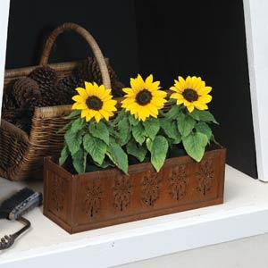 Ballad Sunflower - Displays