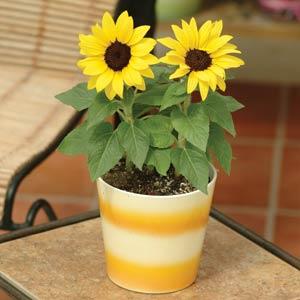 Ballad Sunflower - Garden