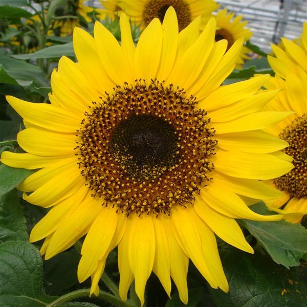 Choco Sun Sunflower - Bloom