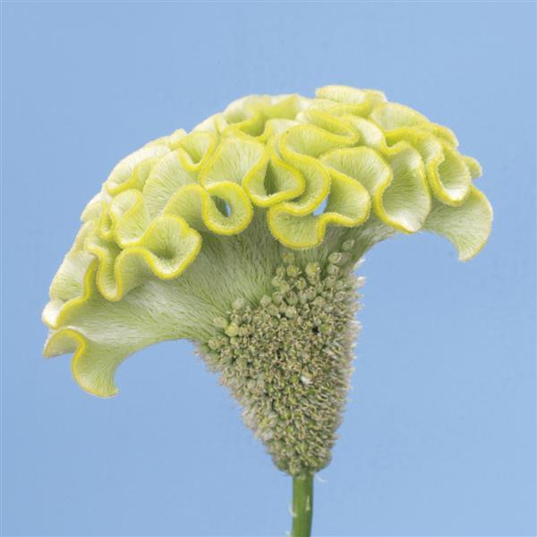Spring Green Celosia - Bloom