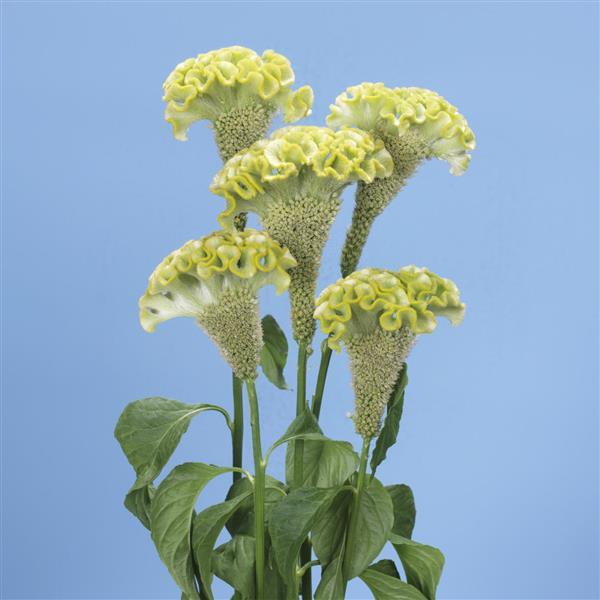 Spring Green Celosia - Cutflower
