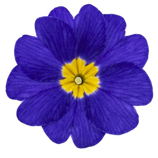 Dania Blue Primula Acaulis - Bloom