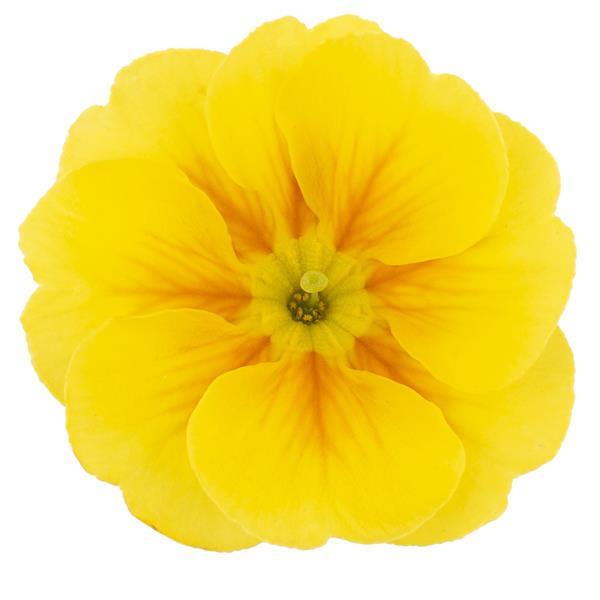 Dania Golden Yellow Primula Acaulis - Bloom