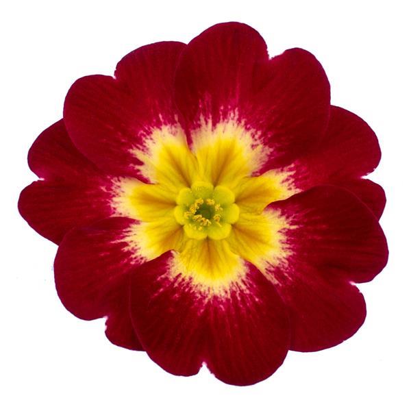 Dania Red Bicolor Primula Acaulis - Bloom