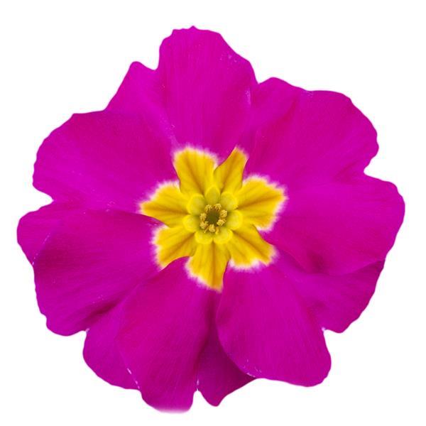 Dania Rose Primula Acaulis - Bloom