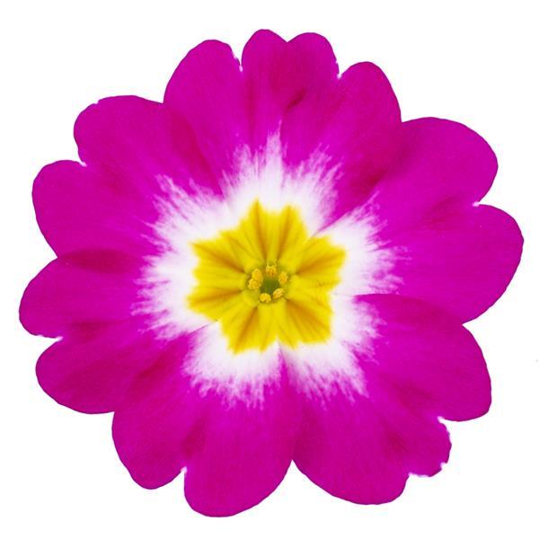 Dania Rose Bicolor Primula Acaulis - Bloom