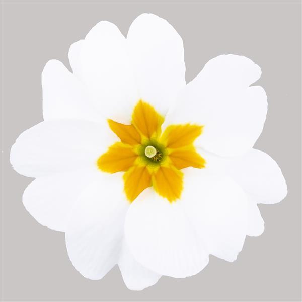 Dania White Primula Acaulis - Bloom