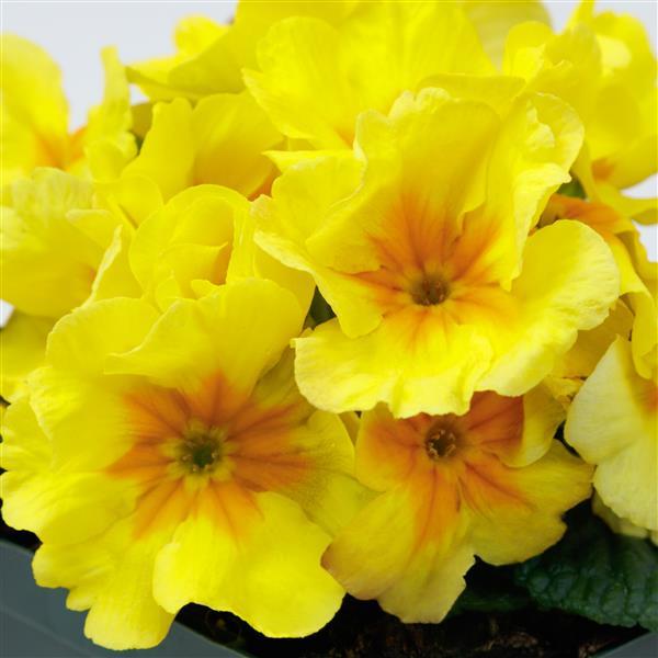 Dania Yellow With Eye Primula Acaulis - Bloom