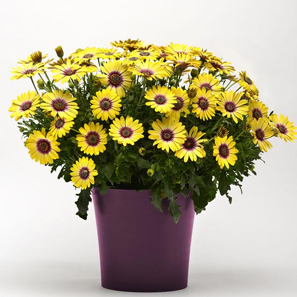 Blue Eyed Beauty Osteospermum - Container