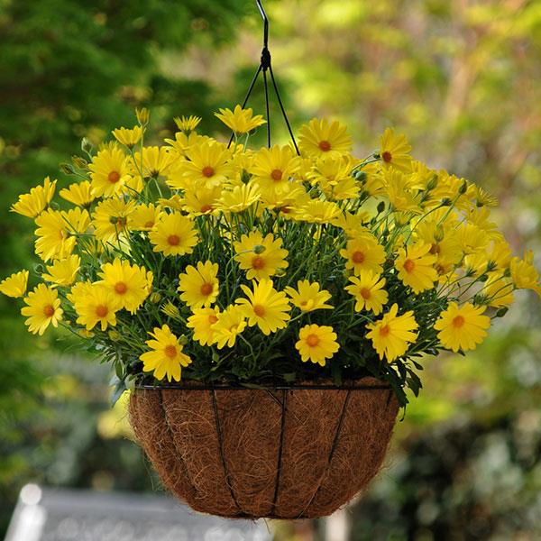 Voltage™ Yellow Osteospermum - Basket