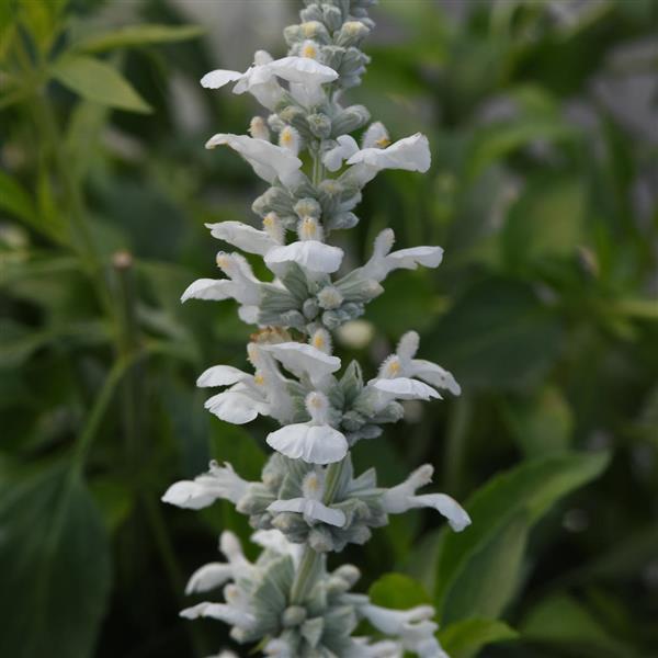 White Flame Salvia - Bloom