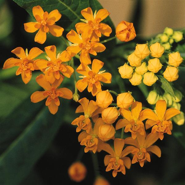 Silky Gold Asclepias - Bloom