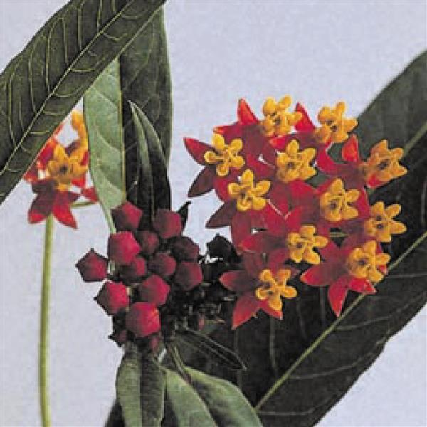 Silky Deep Red Asclepias - Bloom