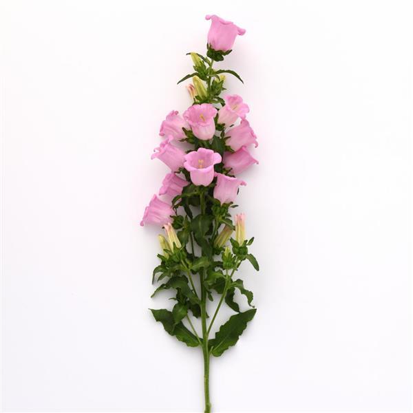 Campana Pink Campanula - Single Stem, White Background