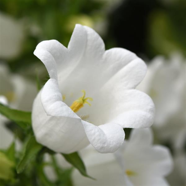 Campana White Campanula - Bloom
