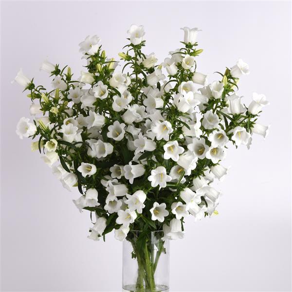 Campana White Campanula - Mono Vase, White Background
