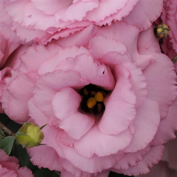 ABC™ 1 Deep Rose Lisianthus - Bloom