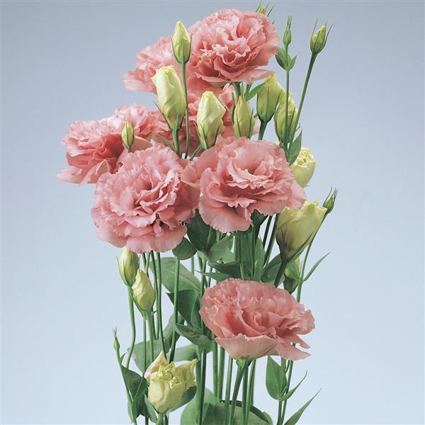ABC™ 1 Deep Rose Lisianthus - Cutflower