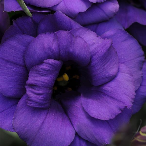 ABC™ 1 Purple Lisianthus - Bloom