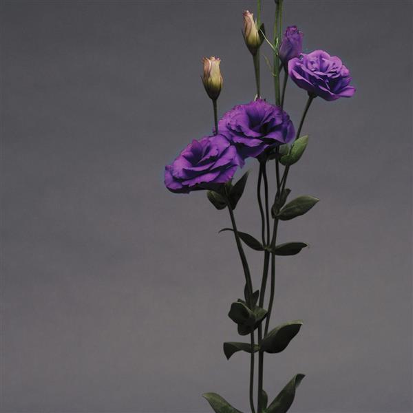 ABC™ 1 Purple Lisianthus - Cutflower