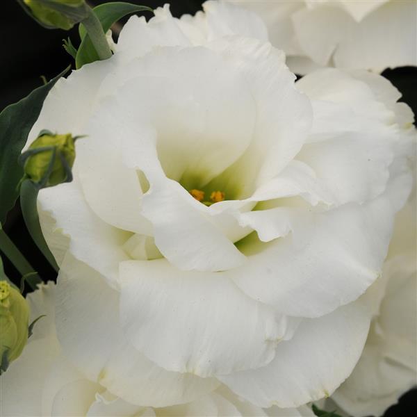 ABC™ 1 White Lisianthus - Bloom