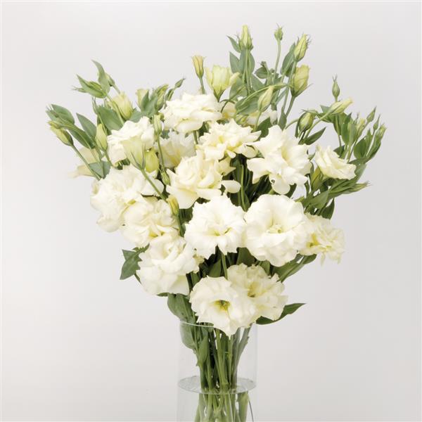 ABC™ 1 White Lisianthus - Cutflower