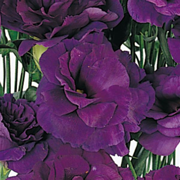 ABC™ 2 Purple Lisianthus - Bloom