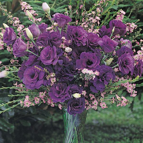 ABC™ 2 Purple Lisianthus - Cutflower