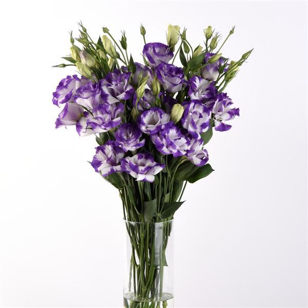 ABC™ 2 Blue Rim Lisianthus - Mono Vase, White Background