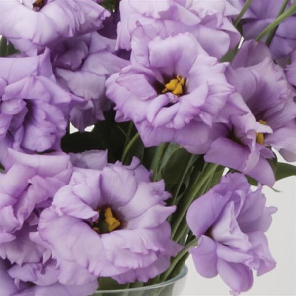 ABC™ 2 Lavender Lisianthus - Bloom