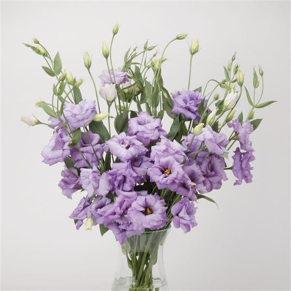 ABC™ 2 Lavender Lisianthus - Cutflower