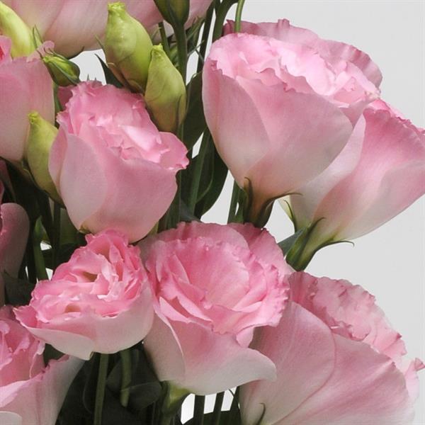 ABC™ 2 Misty Pink Lisianthus - Bloom