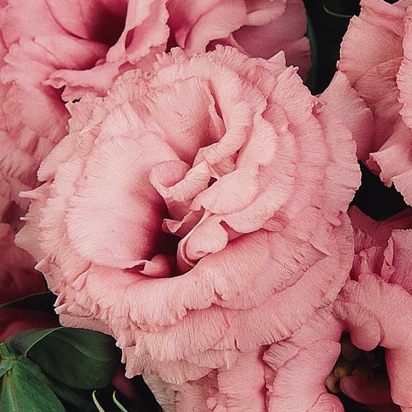 ABC™ 2 Rose Lisianthus - Bloom