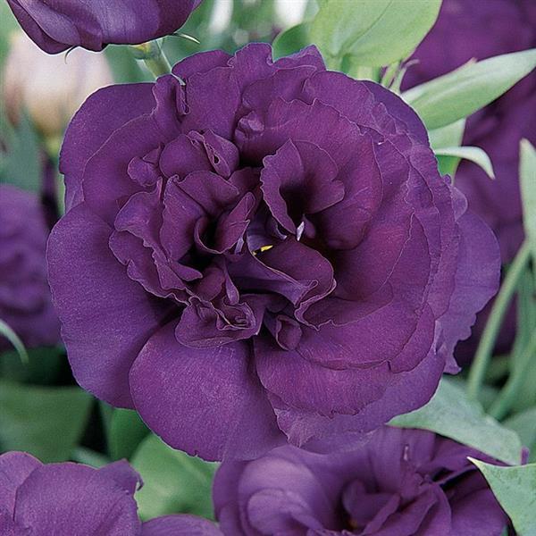 ABC™ 3 Purple Lisianthus - Bloom