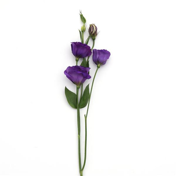 ABC™ 3 Purple Lisianthus - Single Stem, White Background