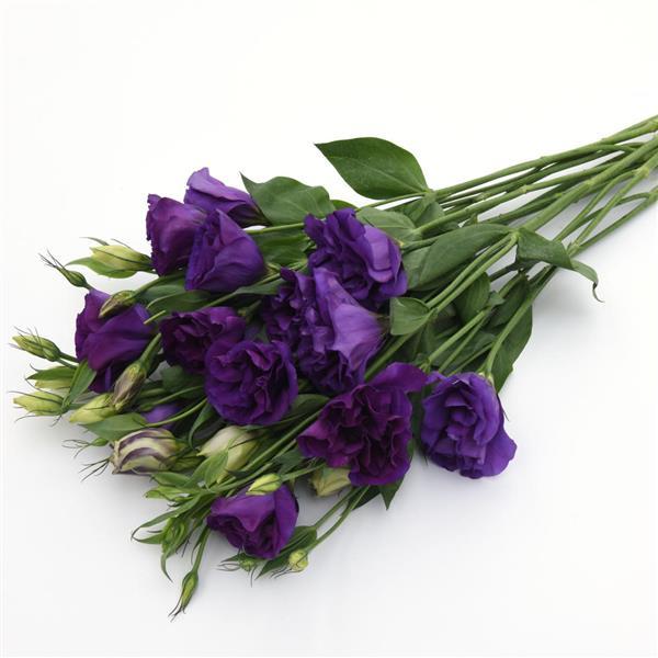 ABC™ 3 Purple Lisianthus - Grower Bunch