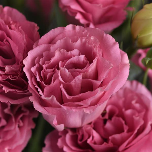 ABC™ 3 Rose Lisianthus - Bloom