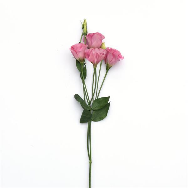 ABC™ 3 Rose Lisianthus - Single Stem, White Background