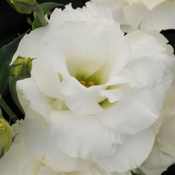 ABC™ 3 White Lisianthus - Bloom