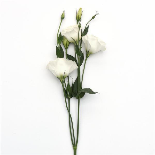 ABC™ 3 White Lisianthus - Single Stem, White Background