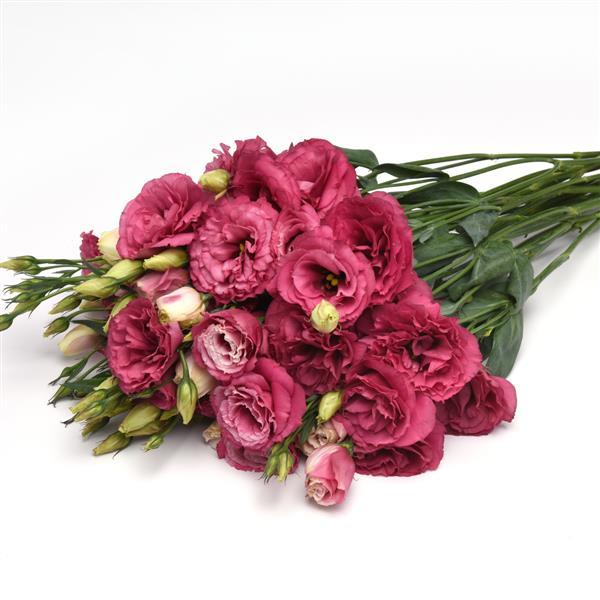 Can Can Carmine Rose Lisianthus - Grower Bunch