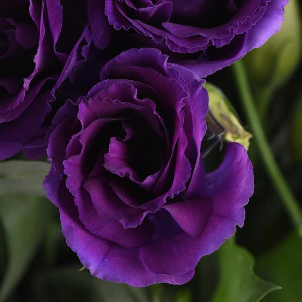 Can Can Purple Lisianthus - Bloom