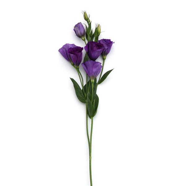 Can Can Purple Lisianthus - Single Stem, White Background